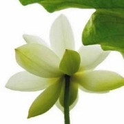 $PI  Reached a new high, it's stable