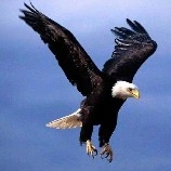 站在悬崖边上的疯狗