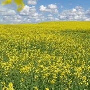 Ethereum's position is indeed not high.