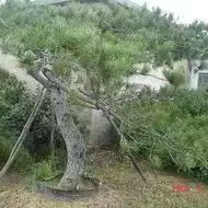 ShengGe