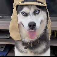 香蕉巴拉大橙子