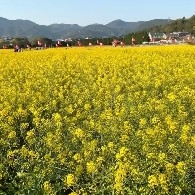 MayAllYourWishesComeTrue.