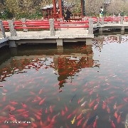 If not now, when else?
Time flies swiftly, and the years do not wait. If not now, when else?
Take advantage of the calm before the wind rises to reflect on past gains and losses; seize the moment before the rain falls to accumulate confidence for the future. There's no need to wait until everything is perfect, no need to hope for the east wind to come. Every moment now is a good time for diligent cultivation.
Clear your mind of distractions, set your goals, and start gathering strength from this very moment. $ETH 