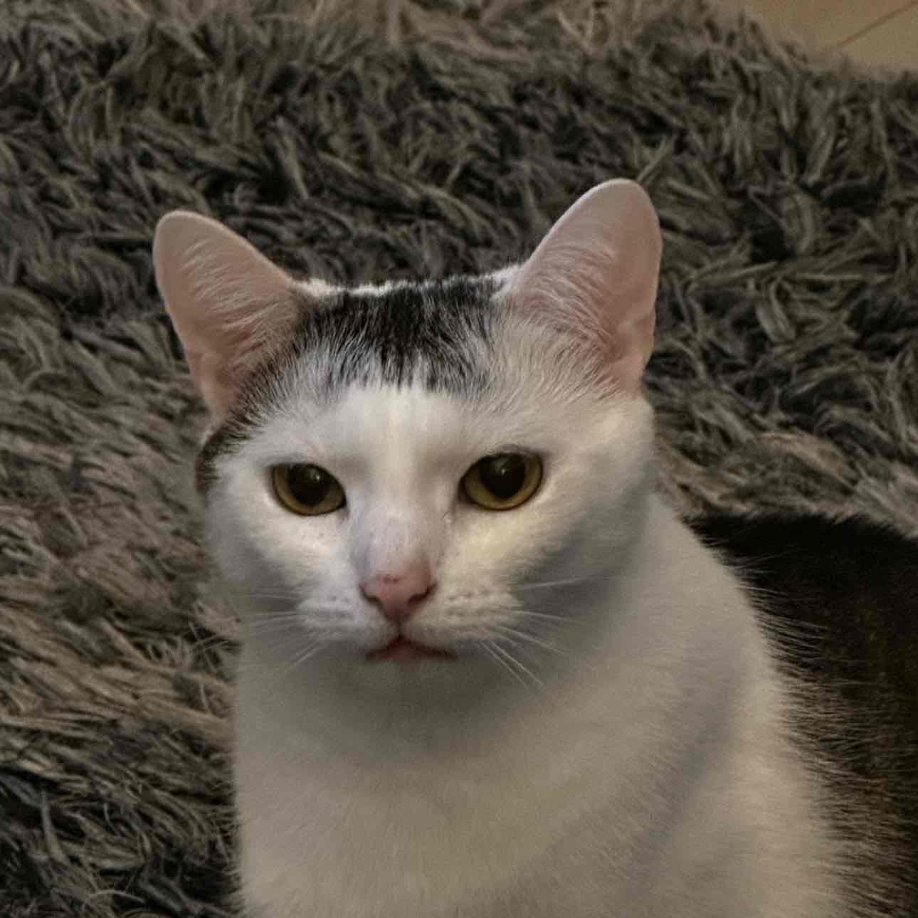 $PI Big announcement for the Pi day 3.14!! Positions are being placed right now for the upcoming great announcement!