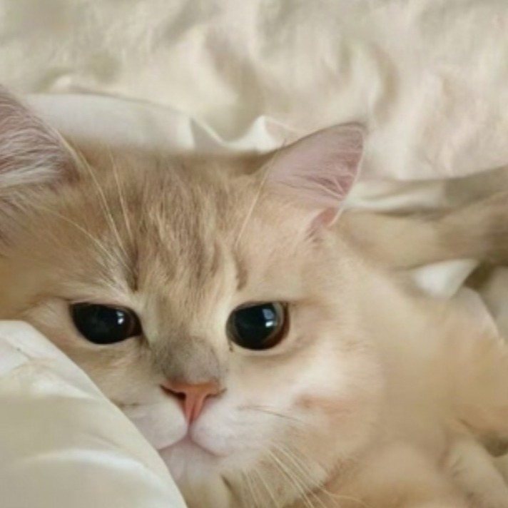 CryptoNewcomersAreHere22222