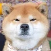 河西走廊在逃五保户