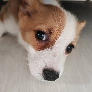 $PI  This fool's money is as steady as a fool's dog