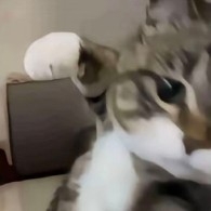 ChasingShadowsDirector