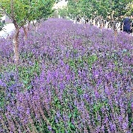 Analysis Report  
Ethereum, after the 2025/1011 event, has completed a silent accumulation by the end of the year. The bull market can start at any time, but the prerequisite is that gold and silver reach their proper price levels. For many retail investors and speculators in the crypto market, the just-passed 2025 year may have been filled with emotional fluctuations and anxiety. Especially after the 2025/1011 timeframe, the market experienced extreme panic, believing that the bull market had ended and a bear market had begun. The market also showed intense fear. If you can wake up in early 2026, shift your focus away from the K-line chart, and delve into the depths of Ethereum’s never-sleeping blockchain, you will see a completely different scene. A giant beast is awakening.  
We define December 31, 2025, as a watershed moment — the point when Ethereum fully transforms from an asset into capital. As the world counts down to the New Year, bitmine lmmersions technologies, a company associated with Wall Street legend and bull Tom Lee, quietly pressed the takeoff button at the last moment of 2025. According to onchain lens monitoring data and on-chain analysis, on December 31, bitmine once again staked 118,944 ETH, worth approximately $352 million, into a staking contract. This was not just a simple deposit for earning interest; this transaction brought bitmine’s total staked ETH on public addresses to an astonishing 461,504 ETH. It’s jaw-dropping. At the then price of about $2,960 per ETH, the value of these locked assets alone was close to $1.37 billion.  
The top-tier smart money is no longer content with merely holding ETH and waiting to buy low and sell high for profit. They are generating fixed annual income through staking. The 460,000 ETH staked is just the tip of the iceberg. As the 2025 annual report data becomes clearer, another astonishing fact emerges: as of December 31, 2025, the actual total ETH held by bitmine was about 4.11 million. What does this mean? It means that this single institution controls 3.41% of the total ETH supply. Based on the year-end price of about $2,948, this holding’s market value reaches $12 billion.  
In traditional financial markets, if a company controls 3.4% of gold reserves or 3.4% of Apple’s circulating shares, it would trigger regulatory panic and market frenzy. But in the crypto world — only here can such accumulation happen silently. This level of concentration indicates that the supply and liquidity of ETH in the market are being drained at an extreme rate. Many retail traders still panic-sell on exchanges over a few tens of dollars’ fluctuation, unaware that they are gradually handing over their chips to an address that only takes in, never out.  
Why does bitmine buy so much ETH and start staking wildly? Here’s a perspective that makes Wall Street drool: they no longer discuss whether ETH’s target price is $5,000 or $10,000. Instead, they do a calculation: what would happen if bitmine stakes all 4.11 million ETH it holds?  
Based on the current staking yield of the Ethereum network, once these over 4 million ETH are fully activated, they will generate over $500 million in passive income annually. Holding ETH is not just a bet on capital appreciation; it’s like buying a printing press. When the asset itself can generate nearly $500 million in cash flow per year, short-term price fluctuations become meaningless. This is the prelude to a long-term battle to transform ETH from a trading chip into a yield-generating asset.  
Imagine the supply-demand balance in this market: on the supply side, whales led by bitmine control millions of ETH, permanently removing them from circulation through staking. Every staked ETH reduces selling pressure. As more Ethereum-based RWA (Real-World Asset) tokenization projects land in 2026 and L2 ecosystem interoperability explodes, the demand for gas and staking will only increase.  
When 3.4% of the total supply is locked by a single institution, and millions of ETH are converted into upgrade tools, we face an unprecedented supply-side crisis. Although ETH’s price hovers around $2,880 to $3,000, we can think of this as the eve before dawn — spot liquidity in the market is drying up, while whales’ appetites are insatiable.  
bitmine’s massive staking is not an individual act but a collective will of the whale group. Many large whales are frantically accumulating chips. Holdings of 10K to 100K ETH by mid-to-large whales at the end of 2025 are extremely exaggerated and continue to grow. They hold assets worth roughly $30 million to $300 million. They are not retail investors. The total holdings surpass 21 million ETH. What does this mean? It means that the smartest hunters have reached a consensus: ETH below $3,000 is a gift from God. They are filling their arsenals at the fastest speed before retail investors realize.  
Before the price fully explodes, as holdings climb, it’s called a bullish divergence in finance — often the last calm before a storm. The stars have completed their accumulation. 2026 is destined to be extraordinary!!!#加密行情预测 