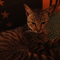 itsNEKO
