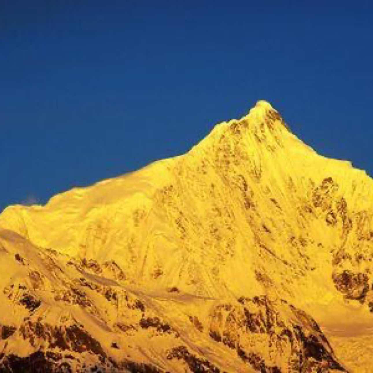 TheLittleSquirrelGuar