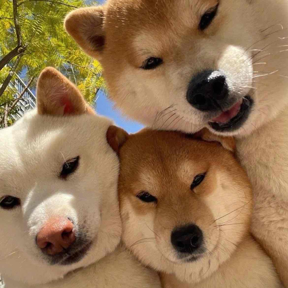 BullbullbulltoDaMoon