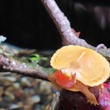 蜜蜂ll學院