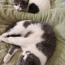 为形亦外矜持逢危须弃