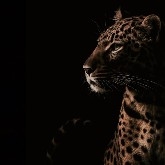 Crypto whales still believe Bitcoin’s price will rise. 
$BTC  ‌
#FebNonfarmPayrollsUnexpectedlyFall 