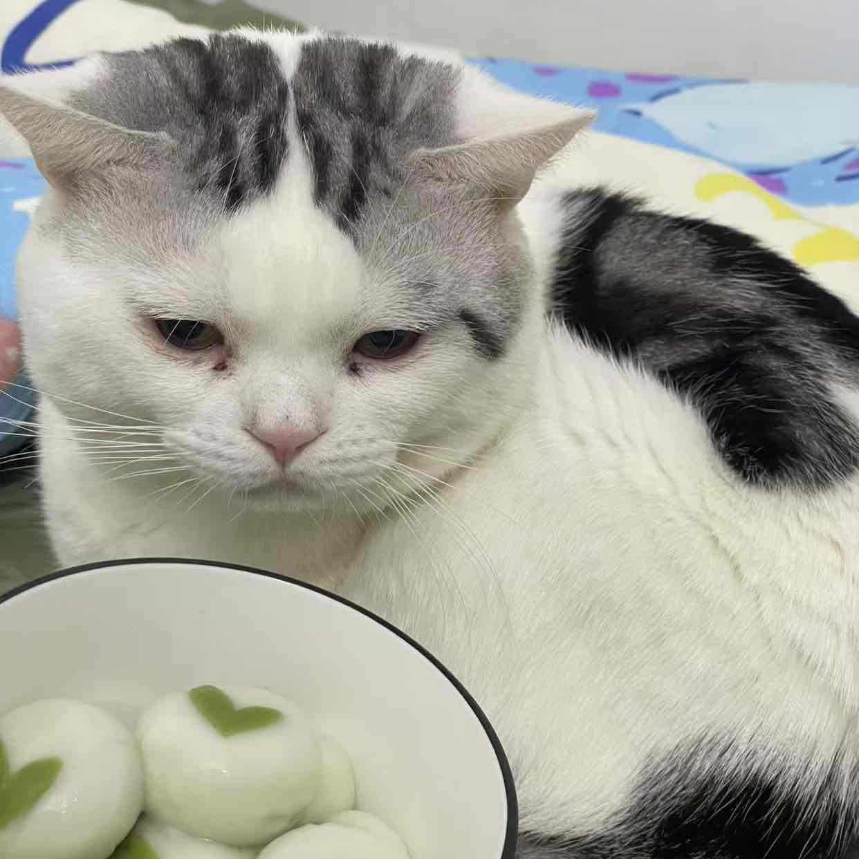 阳光彩虹小牛马