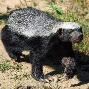 哈叭狗—狗狗2美刀