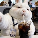 This is translate content : Casual Bunnyä¸¶