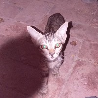 host_avatar