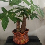 一路顺风发发发