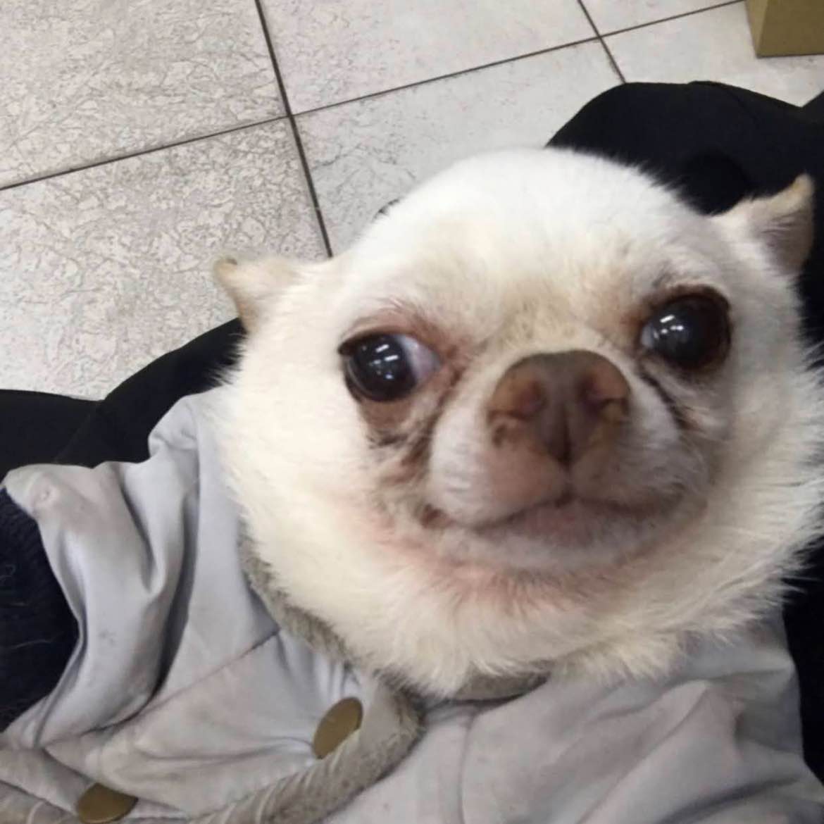 翻倉名下台灣弟子十u戰神