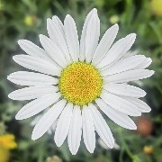 你二大爷的二大爷