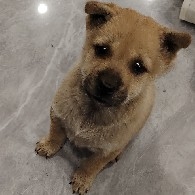 毒王狗蛋