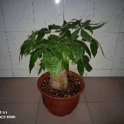 AbcHigh