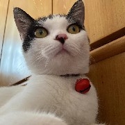 跪着给我唱征服