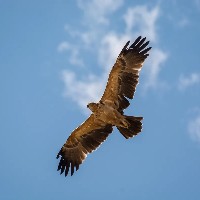 Today, BTC#btc  shows a bullish signal on the long-term cycle, with the current price around $80,900. Just noting it down to see how much the price will be in a few months to a year.
The most closely watched event recently is still the change of the next Federal Reserve Chair; one of the most powerful men in the world is being replaced. Powell's era is ending, and Kevin Warsh is taking over.  
The main criticism of Powell's term is that he responded too slowly to the pandemic; whether fast or slow is really a matter of personal judgment, with no standard. I feel Powell is a professional and rigorous economist; some data shows inflation is indeed high, so cutting rates would be inappropriate, and he’s not afraid of power, standing firm—respect! (Last time, under strong public pressure, he symbolically cut by 0.25%, which is understandable, but afterward, he refused to cut again.)  
The new appointee, Warsh, raises concerns because he plans to eliminate forward guidance, which means most assets will experience increased volatility. Unclear policies lead to higher suddenness. At least Powell is transparent; he told you what he was going to do months in advance. He took office on May 15, let’s see how the market reacts.  
#比特币站稳8万关口 #加密市场回升 