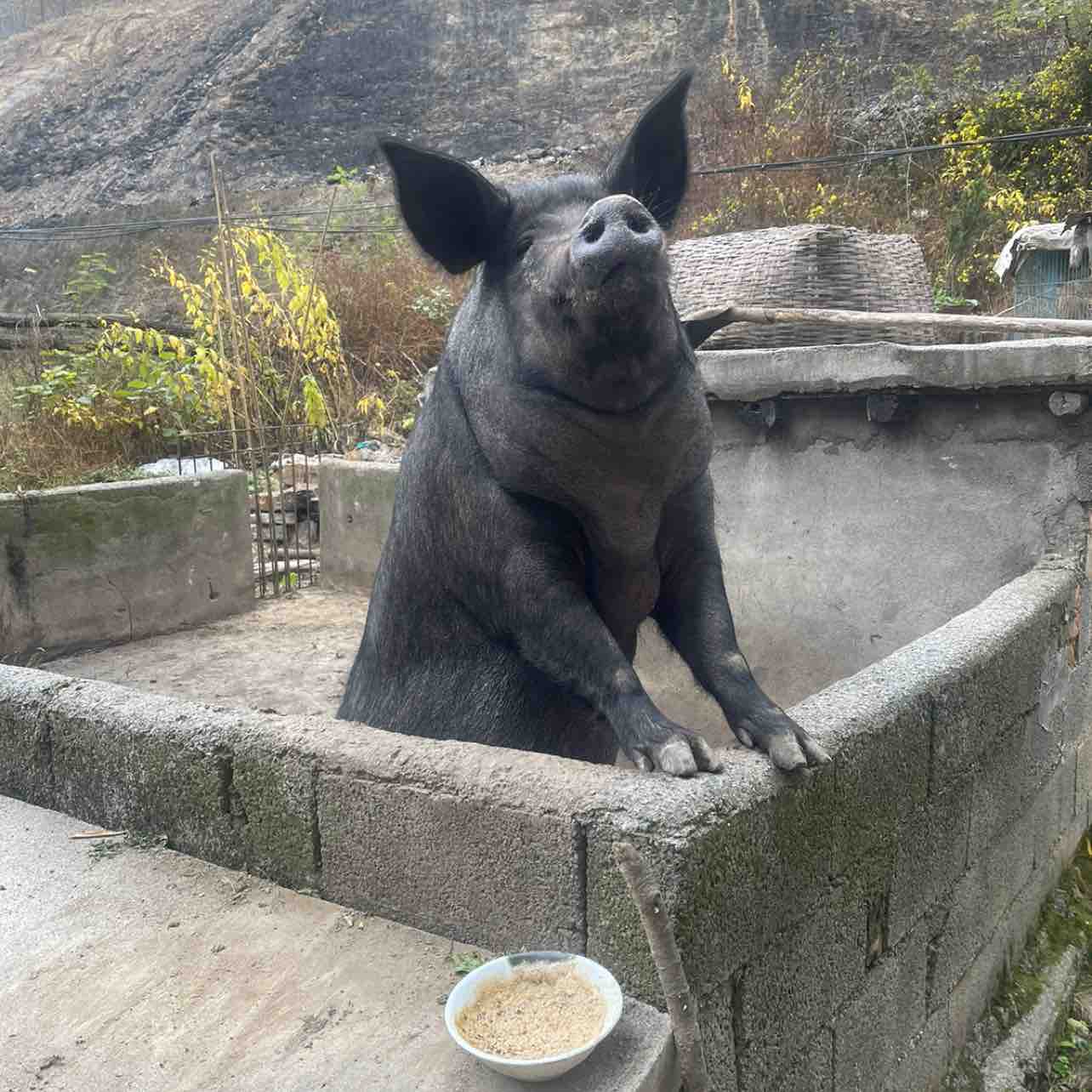 黑马的黑_龙珠的猪