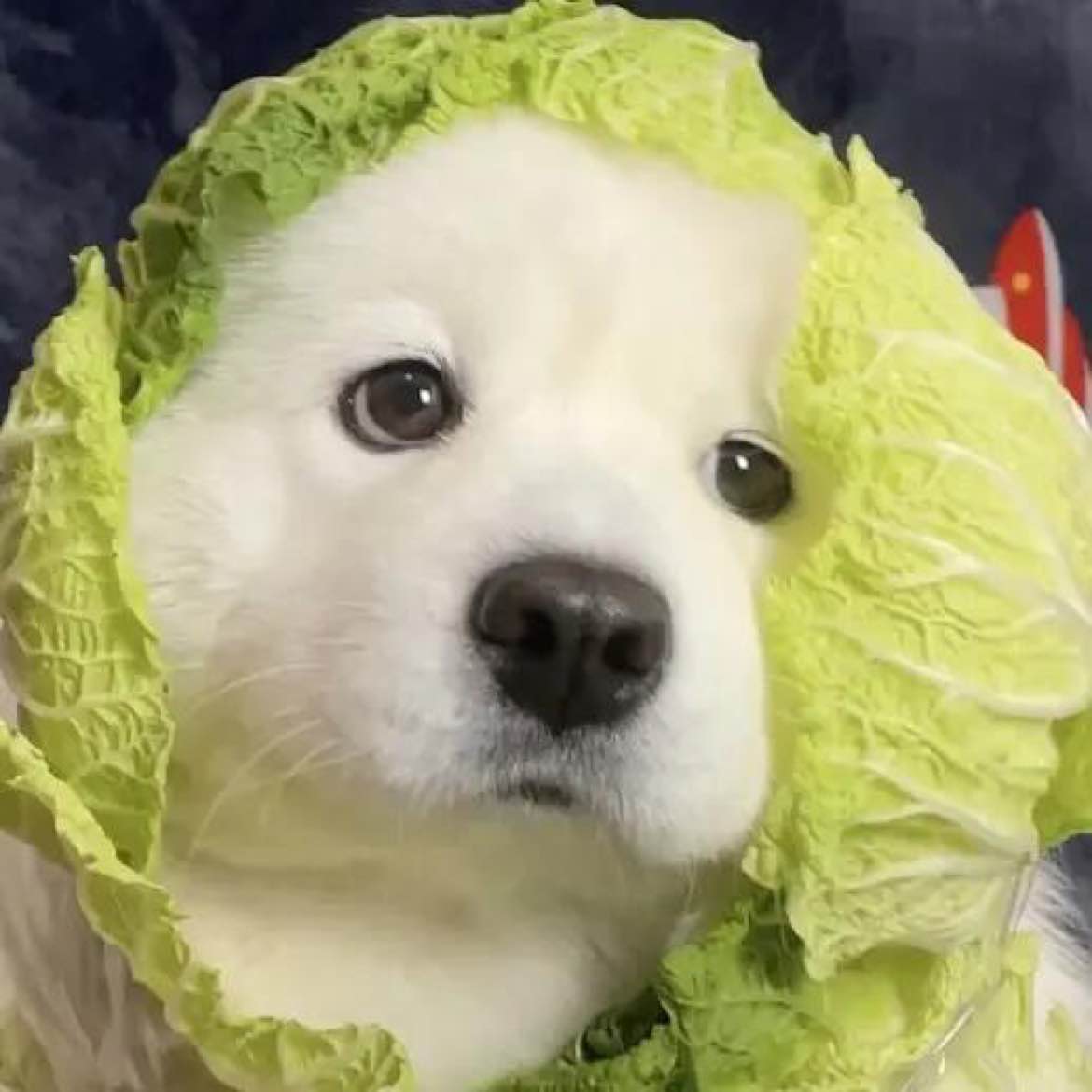 $RIVER  Come on, Dog Coin, push to surpass Bitcoin