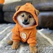 DogBitcoinDogTrader