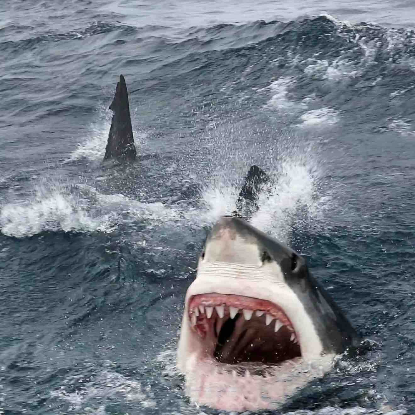 Shark Fish Fish Fish