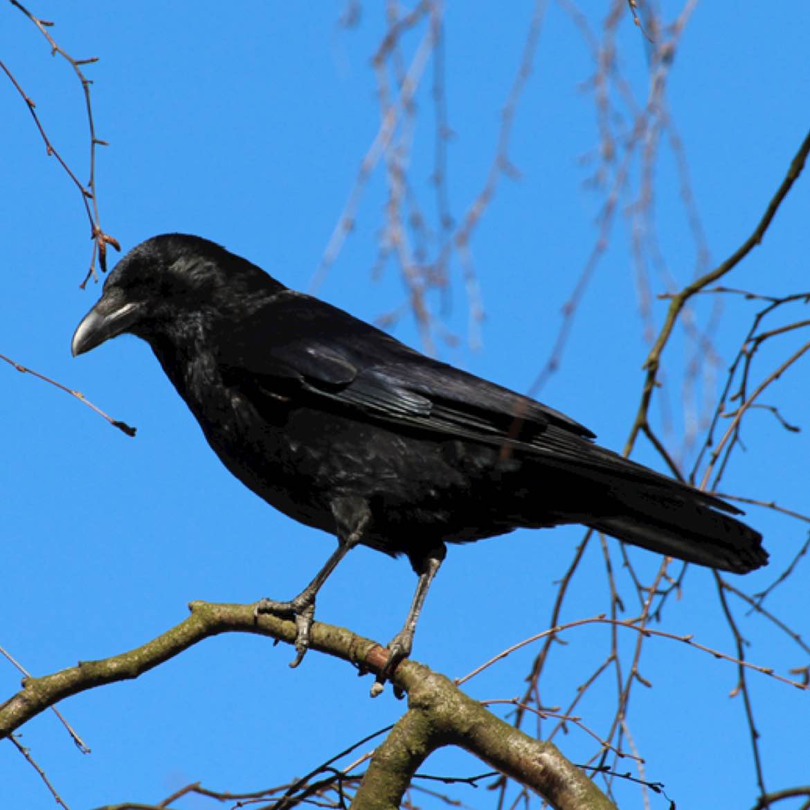 Today (April 1, 2026), the overall cryptocurrency market shows a broad rally, mainly driven by expectations of easing macro geopolitical tensions. After five consecutive months of decline, market sentiment has significantly improved at the end of the quarter.
Below is a detailed analysis based on the latest data:
📍 Market Trend: Strong Rebound
The market is showing a broad upward trend, with major cryptocurrencies rising collectively:
· Bitcoin (BTC): Breaks through 68,000 USDT, with a 24-hour increase of approximately 1.8%-2.9%, ending five months of decline.
· Ethereum (ETH): Rebounds above 2,100 USDT, with a 24-hour increase of about 3.6%.
· Other major coins: Solana (SOL) and Ripple (XRP) are also rising in sync.
📍 Core Catalyst: Geopolitical Easing
The core driver of this rally stems from expectations of easing tensions in Iran:
· The Iranian president expressed willingness to end the conflict, and the U.S. also signaled intentions to end military actions, directly boosting global risk asset sentiment. Bitcoin, as "digital gold," exhibits a blend of safe-haven and risk asset characteristics, resonating strongly.
· Notably, this rebound driven by external macro factors contrasts sharply with the previous "extreme fear" sentiment.
📍 Ethereum (ETH) Technical Analysis
Compared to Bitcoin, Ethereum faces more technical battles, with short-term volatility increasing:
· Key Support: $2,000 is the critical battleground for bulls and bears. If effectively broken, it could accelerate the decline toward the $1,750-$1,800 range.
· Resistance Levels: To further rise, the price needs to break through the $2,100-$2,200 supply zone.
· On-Chain Signals: Volatility has dropped to a 9-week low, and historical patterns suggest that such "calm" often precedes a new wave of significant fluctuations.
📍 Market Sentiment and Capital Flows
· Funding Rates: Ethereum futures contracts are heavily held; if prices break upward, it could trigger a large-scale short squeeze (currently, short positions are significantly higher than longs), further fueling the rally.
· Derivatives Risk: Despite spot price increases, options market data shows a large accumulation of put protection contracts around $60,000, indicating some funds are still hedging against macro uncertainties.