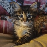 Brothers, we've bottomed out. Let's celebrate with some meat #特朗普宣布新关税政策 $SOL  ‌$ETH 