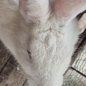 $PI  I have truly lost faith in PI; the price has dropped 20 times, and investors have lost their initial capital entirely.