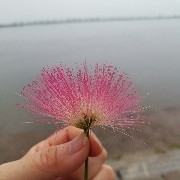 PI Technical Outlook: Price consolidating near support levels, market awaits a breakout
PI remains in a prolonged consolidation phase after a sharp correction from the $0.28 high. The price is currently stable above the support zone of $0.200–$0.205, with multiple demand levels preventing further decline. Nevertheless, PI is trading below key Fibonacci and exponential moving average (EMA) resistance levels, with the overall structure leaning neutral to bearish.
The current price action shows a narrowing range, decreasing volatility, as the market waits for a directional breakout.
EMA structure ( bearish, flat )
20 EMA: 0.2079
50 EMA: 0.2137
100 EMA: 0.2402
200 EMA: 0.3604
PI is trading below all major EMAs, with the 20 and 50 EMAs acting as immediate resistance levels. The flat short-term EMAs reflect a lack of momentum, confirming that this is a consolidation rather than a trend continuation.
A structural shift would require the price to break above and hold above the EMA/Fibonacci zone of 0.214–0.228.
Fibonacci and Price Structure
Fib 1.0: 0.2843
0.786 Fib: 0.2645
0.618 Fib: 0.2490
0.5 Fib: 0.2381
0.382 Fib: 0.2272
0.236 Fib: 0.2137
Fib 0: 0.1919
PI remains confined below the 0.236 Fibonacci level, confirming that recent upward attempts are corrective. The $0.20–$0.205 range continues to serve as a strong accumulation zone, with supply levels distributed between $0.213–$0.228.
Breaking below $0.20 would put pressure on PI to test the structure support at 0.192, while a clear break above $0.228 could push the price higher toward retracement levels.
RSI Momentum
The RSI is currently trading around 43–48, indicating neutral to weak momentum. The indicator reflects a consolidation phase, with neither buyers nor sellers showing strong control at this stage.
📊 Key Levels
Resistance
$0.213–$0.215 ( 0.236 Fibonacci & 20 EMA )
$0.227–$0.228 ( 0.382 Fibonacci )
$0.238–$0.249 ( 0.5–0.618 Fibonacci zone )
Support
$0.205–$0.200 ( Range support / demand zone )
$0.192 ( Fibonacci 0, structural support )
RSI: 43–48 — Neutral, range-bound
📌 Summary
PI is trading within a narrow consolidation zone above $0.20, with downside momentum limited but upside capped below $0.228 due to resistance. The overall trend remains corrective, with current price action favoring range trading rather than trend continuation.
Persistent breakthroughs above $0.228–$0.238 would indicate structural improvement, while a break below $0.20 could trigger a new downward move toward $0.192.
$PI 