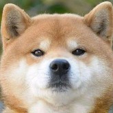 $PI  Dog project team, it's been seven or eight years, and the pioneer coin still hasn't been mapped. Is this something a dog would do?