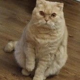 Two years ago, I seriously recommended that the platform move some of the security guarantee funds out of virtual currencies like BTC and ETH, allocate them to commodities such as gold, and establish a fund to invest in high-quality real assets in China to avoid high risks and secure funds. Now, two years later, the market trends have already proven my judgment, leaving me with only endless regret and anger.
In the past two years, the chaos in the virtual currency market has become evident. BTC has sharply retraced nearly 40% from its all-time high, ETH has fallen for five consecutive months, and related ETFs have dropped over 47% in nearly three months, with volatility far exceeding expectations and risks fully exposed. Meanwhile, gold has defied the trend, rising 70% by 2025, and reaching new highs at the beginning of 2026, becoming a safe haven for global funds and highlighting its hedging value.
My forward-looking advice has fallen on deaf ears. The platform stubbornly keeps funds trapped in high-risk virtual currencies, ignoring potential crises and missing the opportunity for steady development. This attitude of ignoring good advice and neglecting risks not only betrays my sincere efforts but also causes the platform to fall into a passive position. Every time I think of this, I feel both regretful for not being valued and furious at this hopeless stubbornness and shortsightedness.