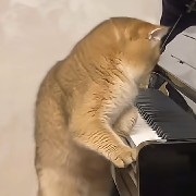 ⚠️ Important Risk Warning
Virtual currency trading carries extremely high risks with severe price volatility, lacks regulatory protection, and may result in total loss of principal. The following analysis is purely a technical market interpretation and does not constitute any investment advice. Please view the market rationally and make decisions carefully.
I. Overall Trend and Volatility Drivers
1. Macro Cycle (Daily Chart)
- Trend: ETH has declined continuously from the 2025 high of $4955.30, touched bottom at $1740.00 in February 2026, and entered a low-level consolidation and repair phase. Current price is around $2183, consolidating after a bottom rebound.
- Volatility Drivers:
  - Macro: Federal Reserve rate expectations and changes in cryptocurrency regulatory policies affecting market risk appetite.
  - On-chain: Ethereum Layer2 ecosystem development and staking unlock schedule impacting long-term supply/demand.
  - Short-term: BTC correlation effects, capital rotation, and derivatives settlements causing intraday volatility.
2. Mid-term Cycle (30-minute)
- Trend: Price oscillates in the $2021.50–$2197.98 range. Recently rebounded from the low point, tested the upper resistance of $2197.98 before pulling back, displaying a slightly bullish oscillation structure.
- Volatility Drivers:
  - Volume: 24h trading volume of 2.5779M ETH, with transaction value of $5.629B USDT; moderate fund activity, lacking sustained volume breakout signals.
  - Sentiment: Bull and bear forces nearly balanced (~50% buy orders, ~50% sell orders); market is in a wait-and-see state.
3. Short-term Cycle (1/3/5-minute)
- Trend: Price fluctuates frequently between $2146.21–$2197.98. Recently rebounded from $2146.21 to around $2183, showing short-term upside oscillation but unable to break above the prior high of $2197.98.
- Volatility Drivers:
  - Short-term capital competition: High-frequency trading and grid strategies causing price to repeatedly test support/resistance levels.
  - Order book impact: Bid orders near $2180 (~$9.8M USDT) and ask orders near $2190 (~$21.6M USDT) suppressing near-term breakouts.
II. Key Support/Resistance Levels
1. Core Resistance Levels (High to Low)
1. $2197.98: 24h high, tested multiple times recently without breaking; strong short-term resistance.
2. $2203.15: Prior high on 3-minute K-line, forms resistance band with $2197.98.
3. $2319.29: Daily support/resistance line, key mid-term rebound resistance.
4. $2500: Psychological level; next target if $2319 is broken.
5. $3000: Important resistance at daily level; requires volume surge to confirm trend reversal.
2. Core Support Levels (High to Low)
1. $2164.15: Purple support/resistance line on 3-minute K-line; short-term support.
2. $2155.48: Purple support/resistance line on 30-minute K-line; mid-term support.
3. $2102.00: 24h low; key recent pullback support.
4. $2021.50: Prior low on 30-minute K-line; strong support.
5. $1898.23: Purple support/resistance line on daily chart; long-term bottom support.
III. K-line Patterns and Bull/Bear Forces
1. K-line Patterns
- Daily: After consolidation at bottom, small bullish candles appear; engulfing/doji patterns are common, indicating fierce bull/bear battle with no clear direction.
- 30-minute: Forms ascending channel after rebound from $2021.50, but recently shows long upper shadow near $2197.98, indicating heavy selling pressure above.
- 3-minute: Price touches bottom at $2146.21, forms inverted hammer pattern, rebounds afterward; short-term bulls dominate, but fails to break prior high.
2. Bull/Bear Forces
- Order book: Buy orders (B) ~50%, sell orders (S) ~50%; bull/bear forces balanced, no obvious one-sided trend.
- Funding Rate: (based on standard data) If positive, bulls slightly dominate; if negative, bears dominate. Currently near zero, indicating market neutrality.
- Open Interest: Perpetual contract positions stable, no extreme increases/decreases; sentiment cautious.
IV. Technical Indicator Analysis (Short-term Cycles)
1. Moving Averages (MA/EMA)
- 1/3/5-minute: Short-term MAs (MA5/MA10) curve upward; price trades above MAs, showing short-term bullish trend.
- 30-minute: MA30 flattens; price oscillates around MAs, displaying mid-term oscillation.
- Daily: MA5/MA10 golden cross but gentle angle; bottom repair trend hasn't formed effective bullish alignment.
2. MACD
- Short-term: MACD golden cross, red histograms expanding; short-term bullish momentum strengthening but hasn't broken zero-line, limited force.
- Mid-term: MACD golden cross below zero-line, green histograms shrinking; bearish momentum weakening, bulls attempting counter-attack.
- Daily: MACD below zero-line, extremely short green histograms; bottom blunting, awaiting directional choice.
3. RSI
- Short-term: RSI in 50–60 range; neutral-to-bullish, not in overbought/oversold.
- Mid-term: RSI in 45–55 range; oscillation neutral.
- Daily: RSI in 40–50 range; bottom repair, hasn't entered strong territory.
V. Multi-cycle Resonance and Trading Positioning
1. Cycle Positioning
- Macro cycle (daily): Bottom consolidation; focus on observation, awaiting breakout signals.
- Mid-term cycle (30-minute): Bullish oscillation; suitable for short-term waves.
- Short-term cycle (1/3/5-minute): High-frequency oscillation; suitable for ultra-short-term trading.
2. Multi-cycle Resonance
- If daily, 30-minute, and 3-minute MAs all turn upward simultaneously, with MACD golden cross and RSI>50, this indicates bull resonance; can trade long with trend.
- If daily, 30-minute, and 3-minute MAs all turn downward simultaneously, with MACD death cross and RSI<50, this indicates bear resonance; can trade short with trend.
- Current status: Short-term bullish, mid-term oscillation, macro bottom; weak bull resonance; trading requires caution.
3. Signal Priority
1. Macro trend (daily) > Mid-term structure (30-minute) > Short-term signals (1/3/5-minute).
2. Volume-price alignment > Technical indicators > K-line patterns > Order book data.
VI. Precise Trading Point Recommendations
1. Short Entry Points (Ranked by Priority)
1. $2197.98: 24h high, strong resistance; enter short on breakout failure, stop loss $2210, target $2164.
2. $2203.15: 3-minute prior high, forms resistance band with $2197; short stop loss $2215, target $2155.
3. $2319.29: Daily support/resistance line, mid-term resistance; short stop loss $2330, target $2200.
4. $2500: Psychological level; short on rebound to here, stop loss $2520, target $2300.
5. $3000: Daily-level resistance; ultra-short after extreme rebound, stop loss $3020, target $2500.
2. Long Entry Points (Ranked by Priority)
1. $2164.15: 3-minute support/resistance line, short-term support; long stop loss $2150, target $2197.
2. $2155.48: 30-minute support/resistance line, mid-term support; long stop loss $2140, target $2203.
3. $2102.00: 24h low, strong support; long stop loss $2090, target $2164.
4. $2021.50: 30-minute prior low, extremely strong support; long stop loss $2000, target $2102.
5. $1898.23: Daily support/resistance line, long-term bottom; long stop loss $1880, target $2021.
VII. Position Sizing, Risk Control, and Operating Strategy
1. Position Management
- Short-term trading: Position size not exceeding 10% of total capital; single trade stop loss not exceeding 2% of total capital.
- Wave trading: Position size not exceeding 20% of total capital; single trade stop loss not exceeding 5% of total capital.
- Strictly prohibit full position or heavy position trading; avoid excessive leverage causing liquidation.
2. Entry/Exit Rules
- Entry: Await multi-cycle resonance signals, such as short-cycle K-line breakout of support/resistance + volume surge + indicator golden/death cross.
- Exit:
  - Take profit: Reach target level or reverse signal appears (e.g., K-line reversal, indicator overbought/oversold).
  - Stop loss: Price breaks below support/above resistance; strictly execute stop loss; avoid holding losing positions.
3. Risk Warnings
- Cryptocurrency markets are heavily influenced by news such as regulatory policy, SEC lawsuits, ETH unlocks, etc., which may cause severe price swings instantly; stay constantly alert to news.
- Derivatives trading (perpetual contracts) carries leverage risk; small price movements can trigger liquidation; strictly control leverage multiples (recommended ≤5x).
Final Reminder
The above analysis is purely technical market speculation and does not constitute any investment advice. Virtual currency trading carries extreme risk; market entry requires caution; profits and losses are at individual responsibility.