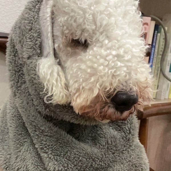 ElephantGuardianKnightCaoDahua