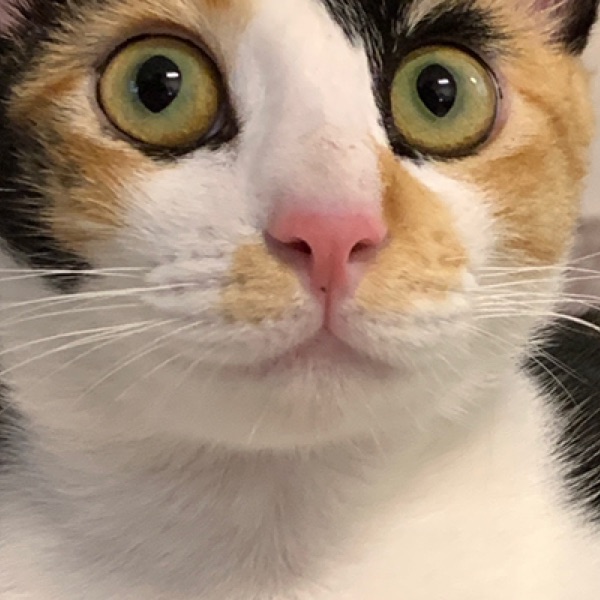 Which coin is the next $SOL ?