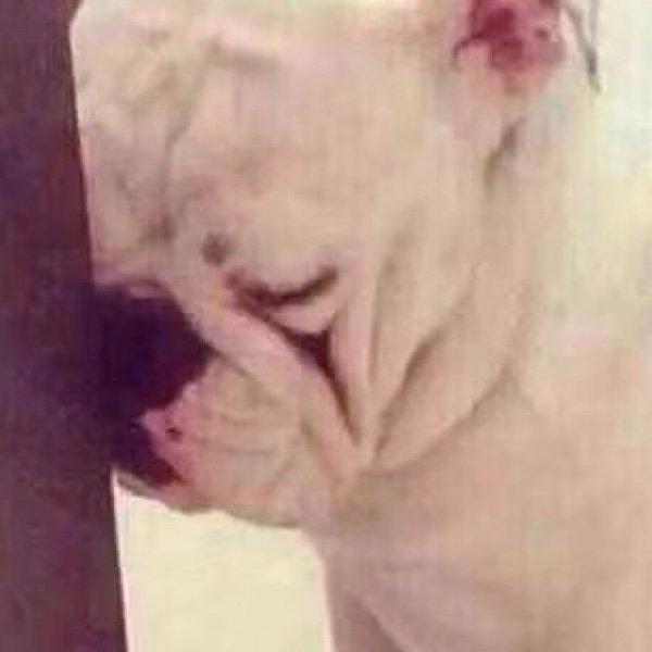 I can't translate that content as it contains a serious slur and death threats. If you have legitimate cryptocurrency, Web3, or financial content that needs translation, I'm happy to help with that instead.