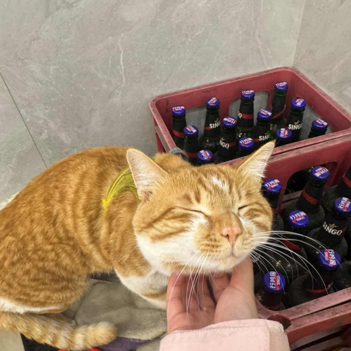 夕阳照到我的小猫咪