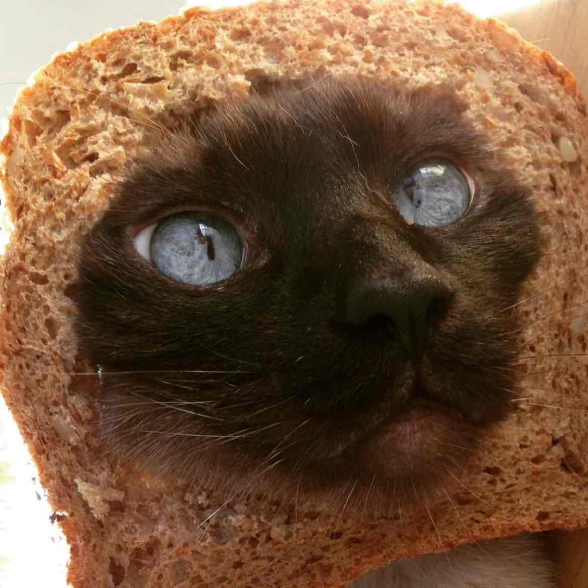 Elon Musk's strong alliance with Solana is opening a new era of opportunities. The Solana chain is about to迎来 an epic Meme season! Bread Cat🐱     $INBRED , as the oldest cat Meme pioneer on Solana, with an IP valued in the billions, is sure to be rediscovered by the market. Use spare funds to get ahead, as today's casual move will become the key to freedom tomorrow.
#INBRED 