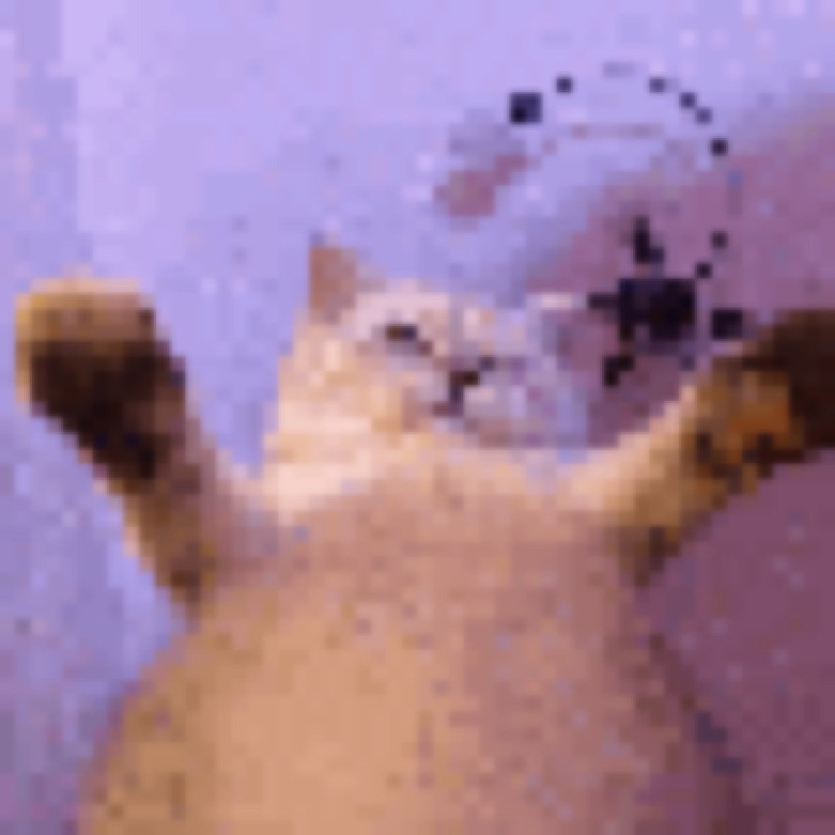 今天请开始你的表演