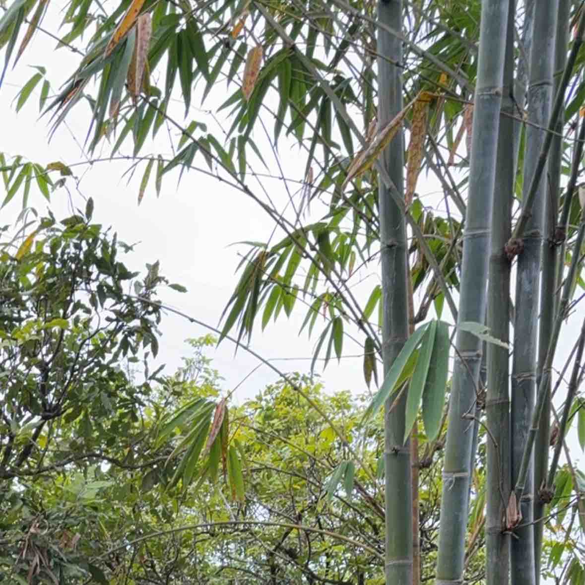 合约战神冲冲冲