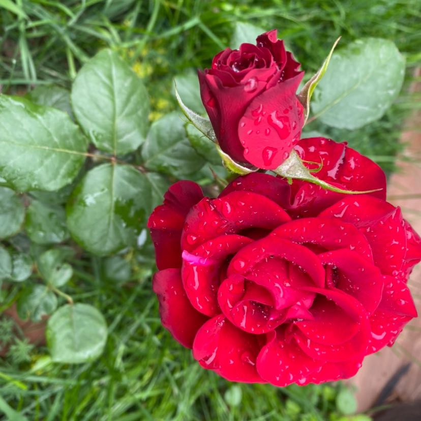 Solana’s Chief Product Officer bought $10,000 worth of XRP to demonstrate the real-world utility of wXRP, helping liquidity tied to $1  million dollars grow within 24 hours. This underscores the ongoing strengthening of interoperability in DeFi and shows that, as the ecosystems merge, the direction of liquidity flows is changing. Gate News update, April 20