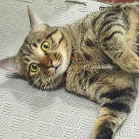 $BTC US Media: Trump Says Final Deadline for Iran May Be Adjusted  
Jin10 Data, April 7 — According to Fox News reporter, U.S. President Trump stated that if negotiations make progress, the Tuesday 8 p.m. deadline could be adjusted, but currently, the original deadline will be maintained. After the deadline passes, we will continue to proceed with actions against Iran as planned.  
Cryptocurrency: If the situation spirals out of control, global safe-haven assets (BTC/ETH) could surge in the short term; if peace is reached, a short-term pullback may occur.